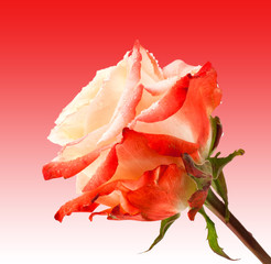 Pink and tea rose flower on tender pink background. Beautiful rose head and water drops.Macro photo of tea rose close up