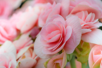 Beautiful Pink begonia
