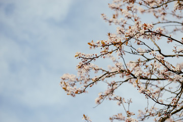 branches of a blossoming tree