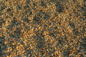 Shell beaches on the Sea of Azov. Karalar regional landscape park in Crimea.