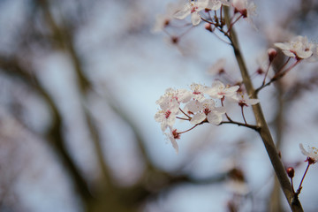 branches of a blossoming tree