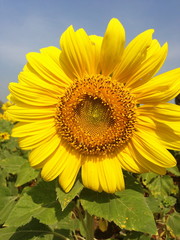 small sunflower