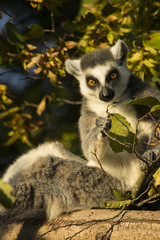 Lemur Katta