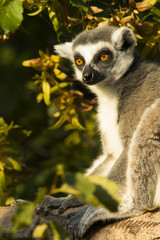 Lemur Katta