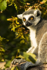 Lemur Katta