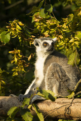 Fototapeta premium Lemur Katta