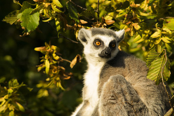 Lemur Katta