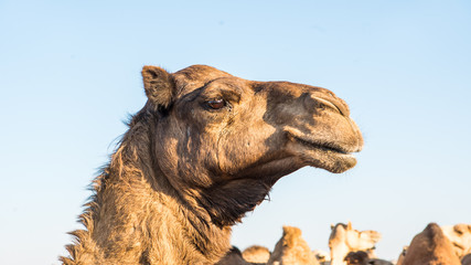 Camel face. camel head. Dromader face. dromader head. camel port