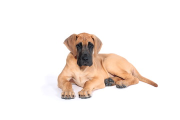 Puppy fawn Great Dane,German breed, in front of white background - obrazy, fototapety, plakaty