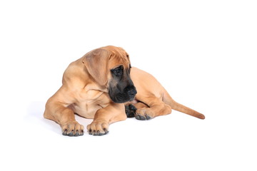 Puppy fawn Great Dane,German breed, in front of white background