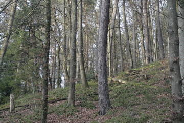 Wälder im Hotzenwald bei trübem Wetter