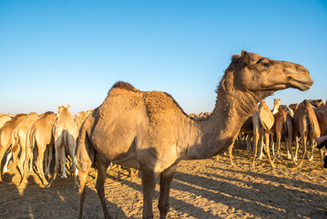 Camel face. camel head. Dromader face. dromader head. camel port