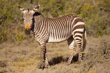 Cape mountain zebra in Karoo National Park, South Africa