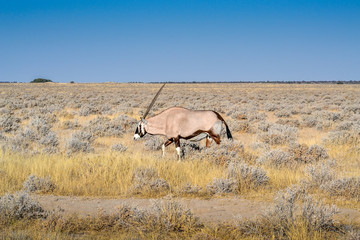 Oryx dry savannah