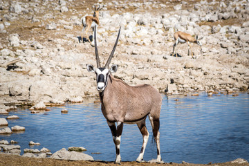 Oryx at waterhole