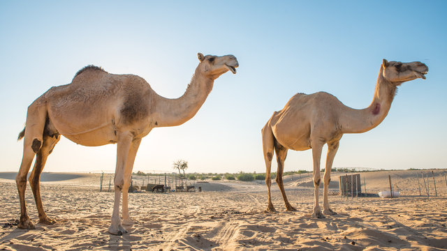 two camels silhouette, camels in the desert