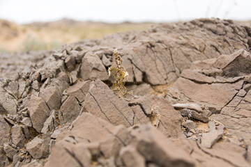 Steinformation in der Wüste Gobi - Mongolei