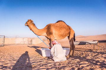 camels shepherd, Camels farm, dromaders farm