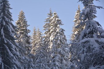 Fototapeta premium snow pine 