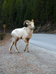 Mountain Sheep