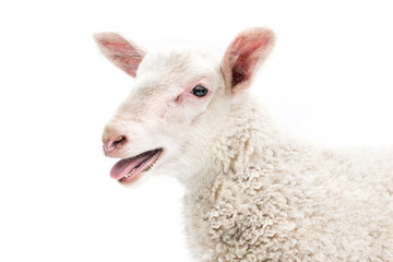 Isolated image of a lamb