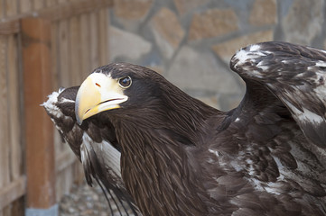 Young Steller's sea eagle (Haliaeetus pelagicus)
