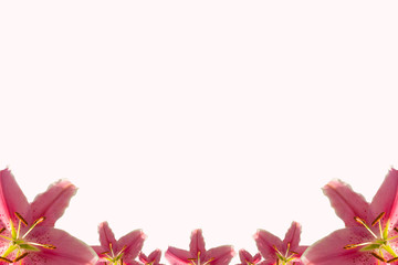 Beautiful lily set as blank frame for text on pink background and copy space