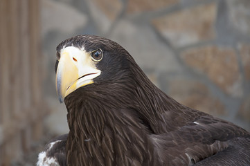 Young Steller's sea eagle (Haliaeetus pelagicus)