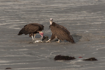Buitres a la orilla de la playa, Gambia