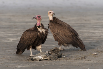 Fototapeta premium Buitres a la orilla de la playa, Gambia