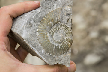 Fossile di ammonite su matrice 