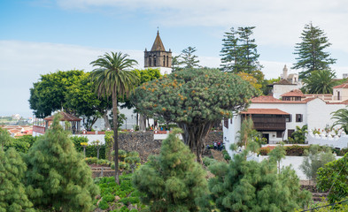 Icod de los Vinos, Stadtansicht mit Drachenbaum, Teneriffa, Spanien
