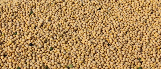Agriculture, soybean harvest, heap of dirty soy crop, selective focus