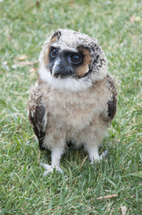 Verreaux's eagle-owl (Bubo lacteus) chick
