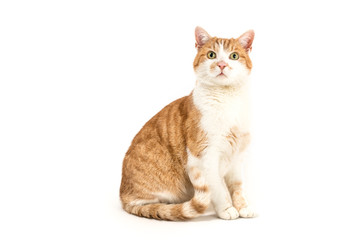 Isolated image of a male house cat