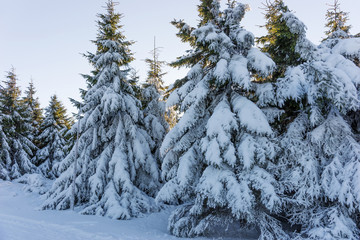 Fir trees covered with snow in forest