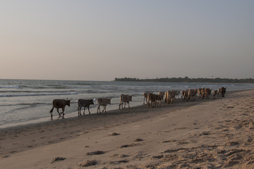 Fototapeta na wymiar Vacas paseando por la playa, Gambia