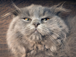 Naklejka na ściany i meble Portrait of a funny gray cat. The British fold cat, fluffy, with tufts on the ears