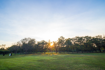 Fototapeta premium Beautiful summer sunset landscape with trees and green grass