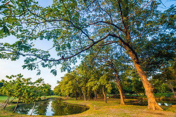 Tree in green park with lake