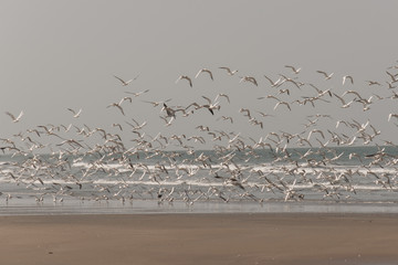 Aves volando en la playa, Gambia