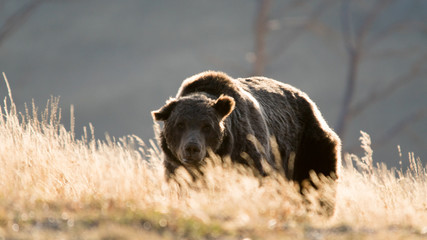 bear, called "scarface" seeking food in the morning sun