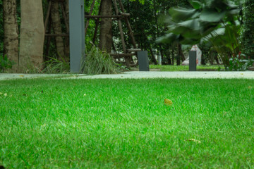 Freshly trimmed back yard lawn with walking path sidewalk.