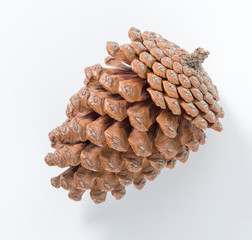 Pine cones