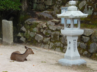 Miyajima Deer & Lamp