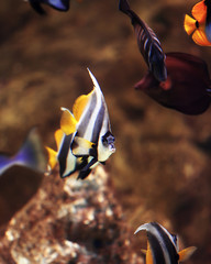 Cute vibrant triangle shape aquarium fish.