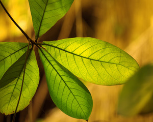 Natural background, huge green leaves in tropical park.