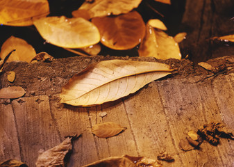 Vintage background, dry tropical leaves lying on wooden board.