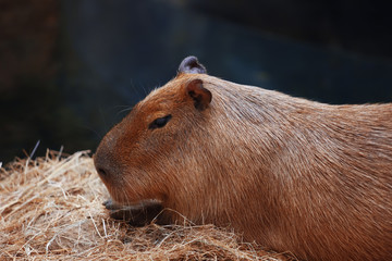 Elegant and beautiful capybara close up in the zoo.