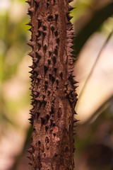 Botanic garden, tropic part, tree trunk close up with spikes.